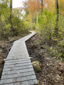 New boardwalk on the Red Trail